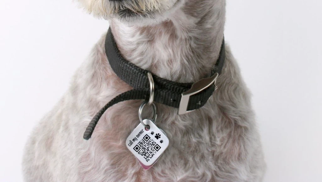 qr code sur un collier de chien